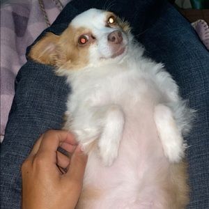 Meet your Posher, Diana